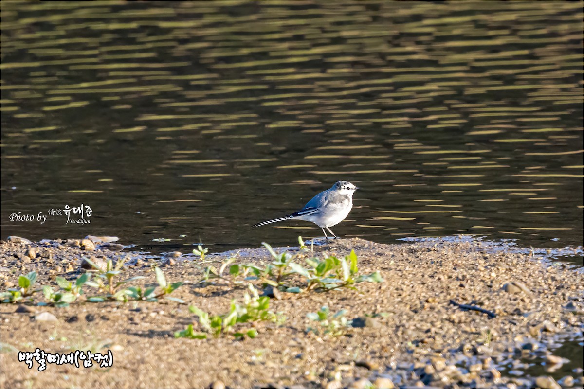 White Wagtail (Black-backed) - ML625415878