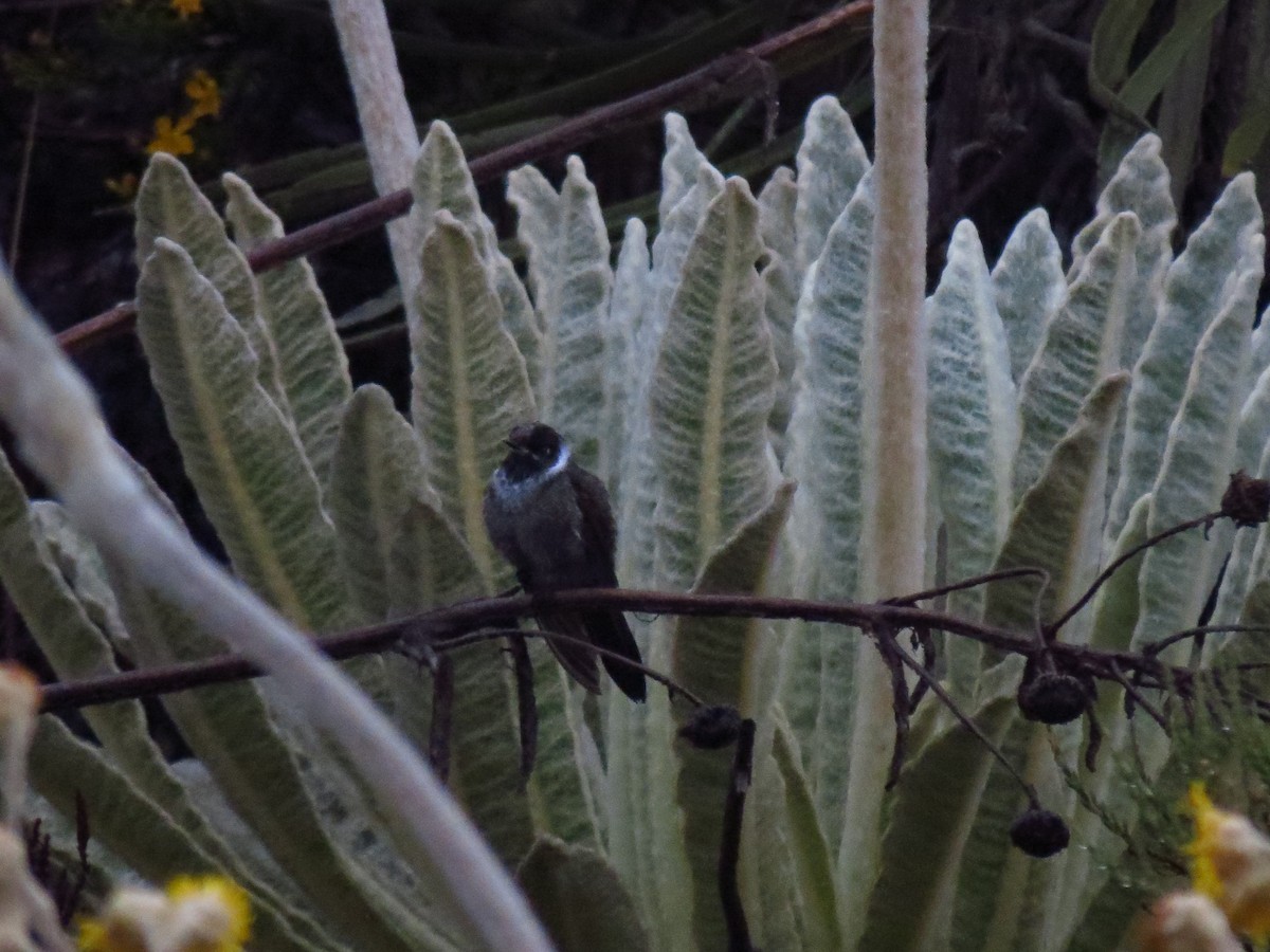 White-bearded Helmetcrest - Alberto Jose Navas Espinoza