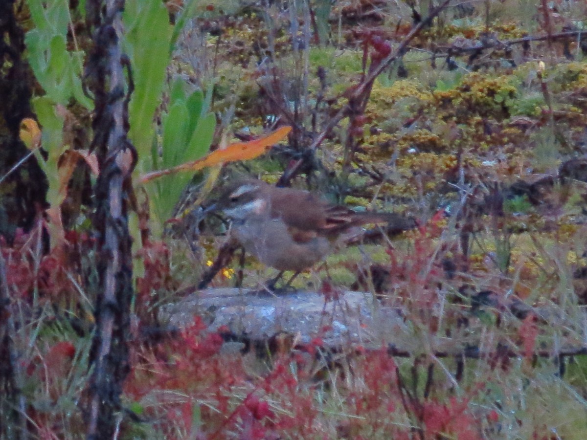 Chestnut-winged Cinclodes - ML625415936