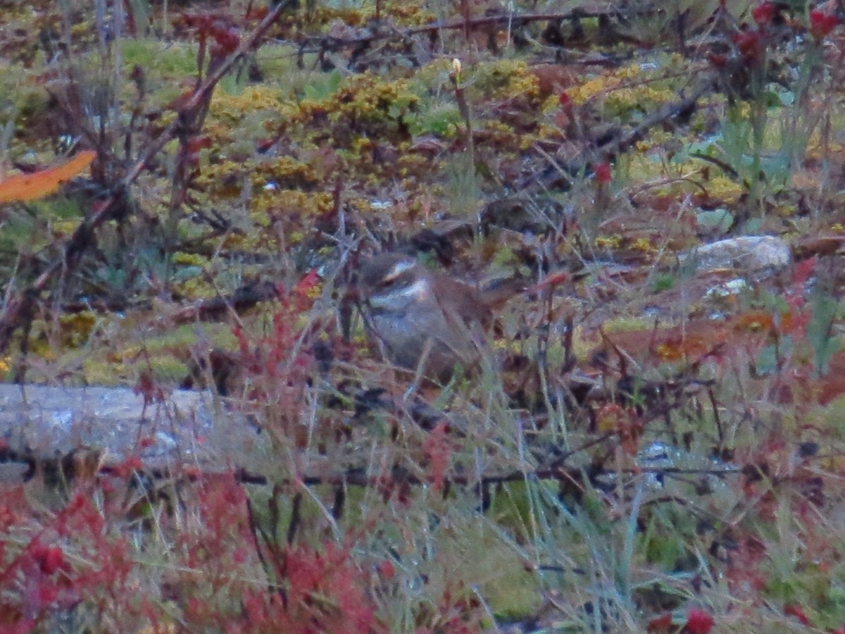 Chestnut-winged Cinclodes - ML625415937