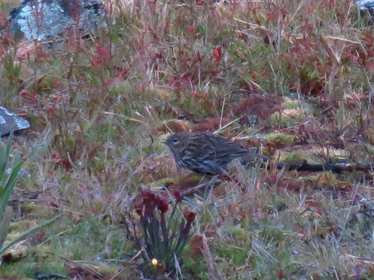 Plumbeous Sierra Finch - ML625415949