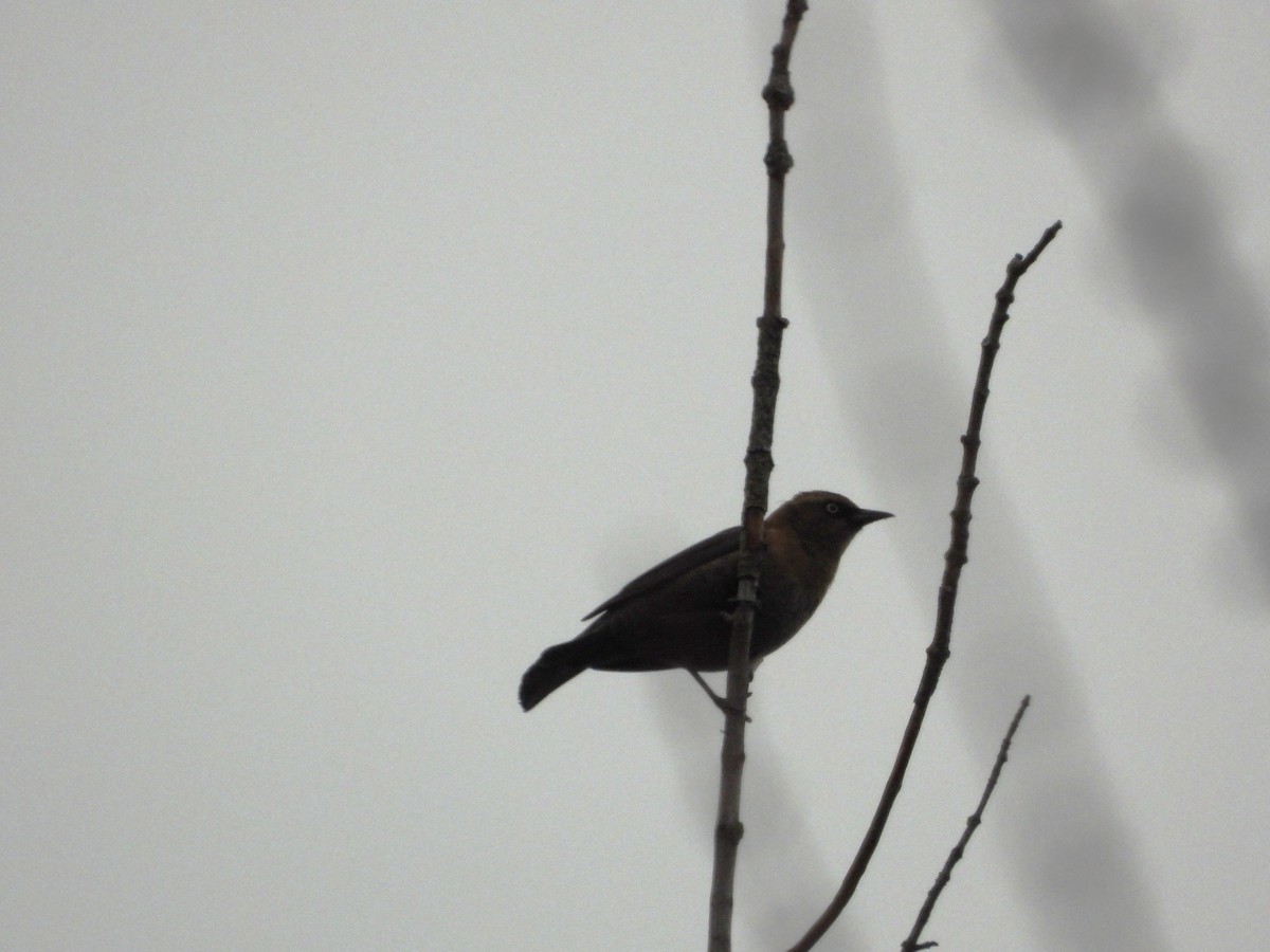 Rusty Blackbird - ML625415950