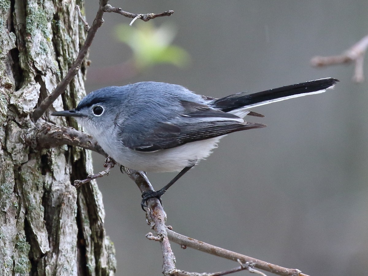 Blue-gray Gnatcatcher - ML625415956