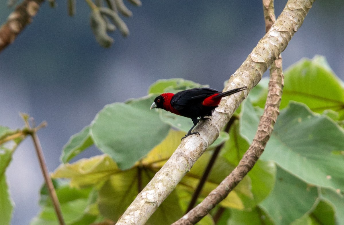 Crimson-collared Tanager - ML625415974