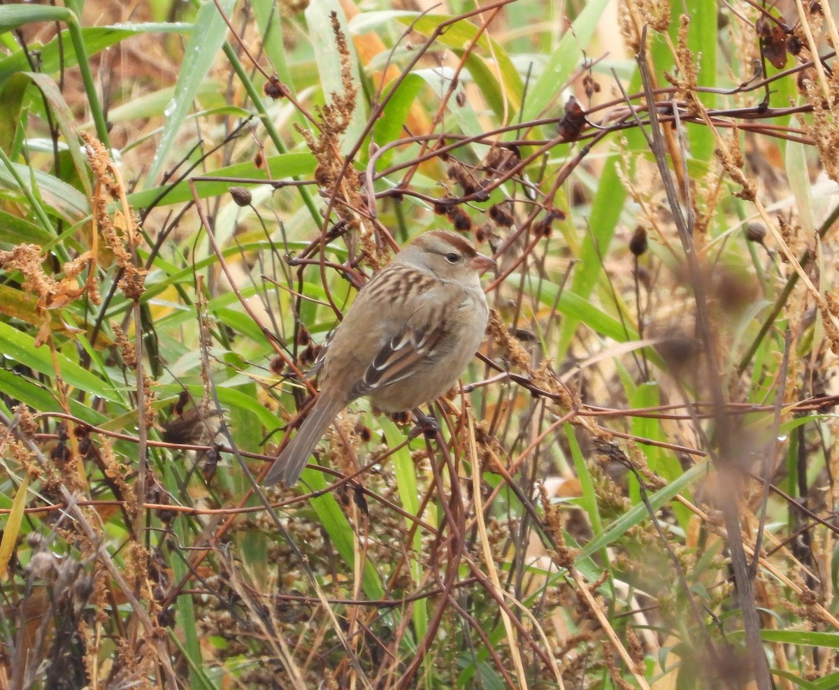 White-crowned Sparrow - ML625415976