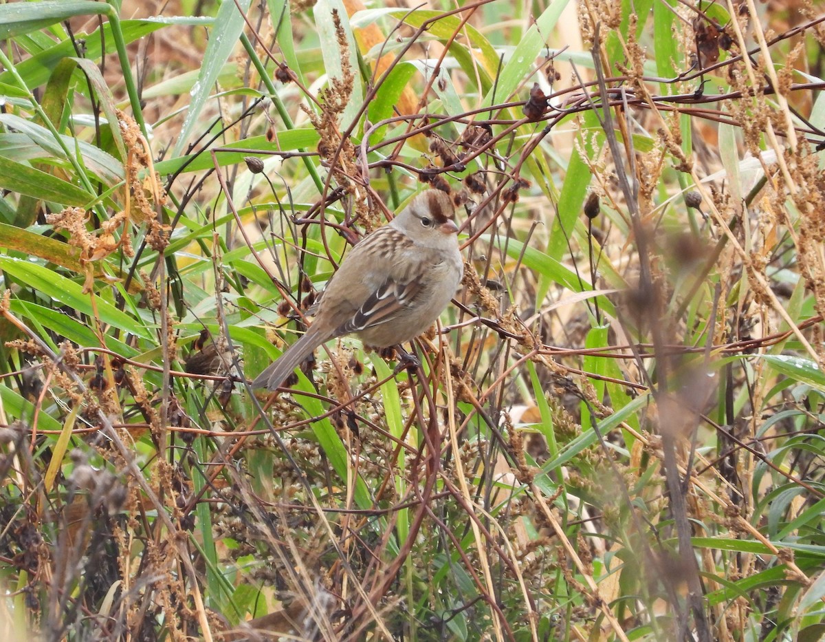 White-crowned Sparrow - ML625415977