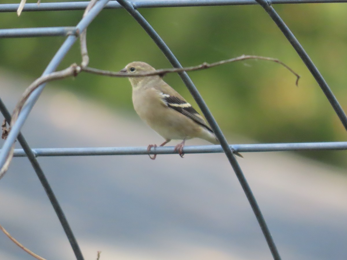 American Goldfinch - ML625415978