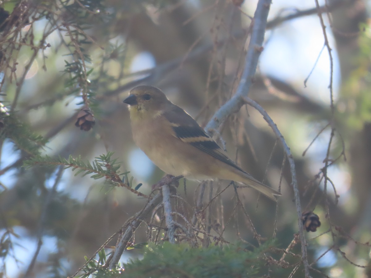 American Goldfinch - ML625415979