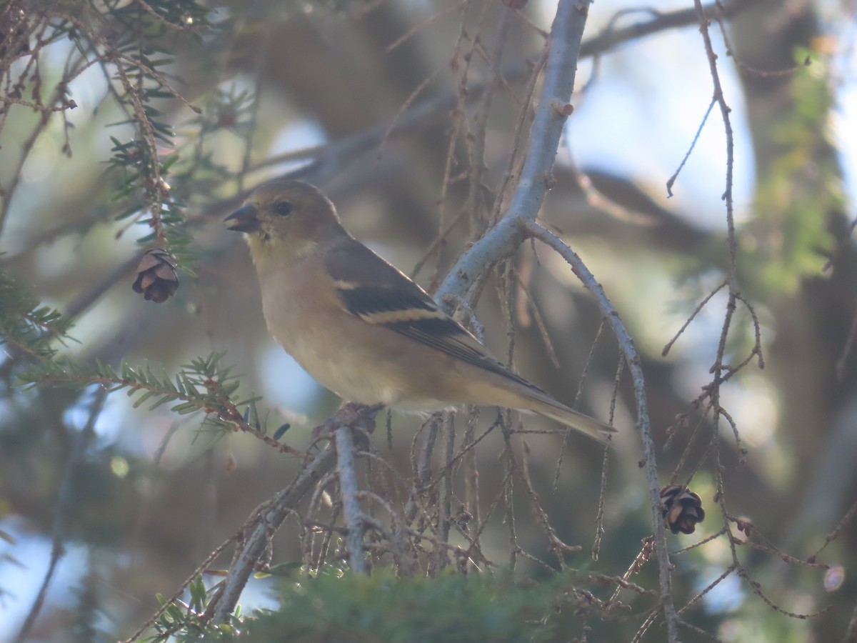 American Goldfinch - ML625415980