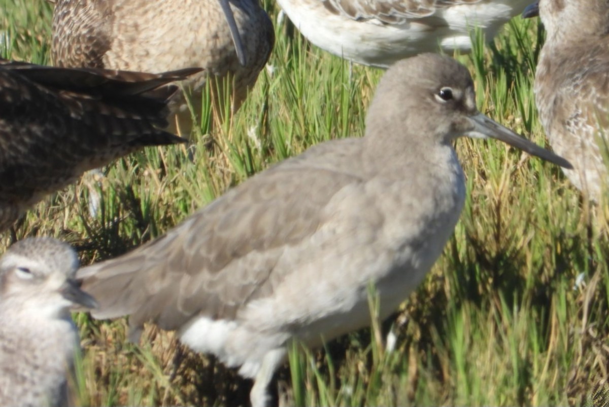 Willet - ML625415982