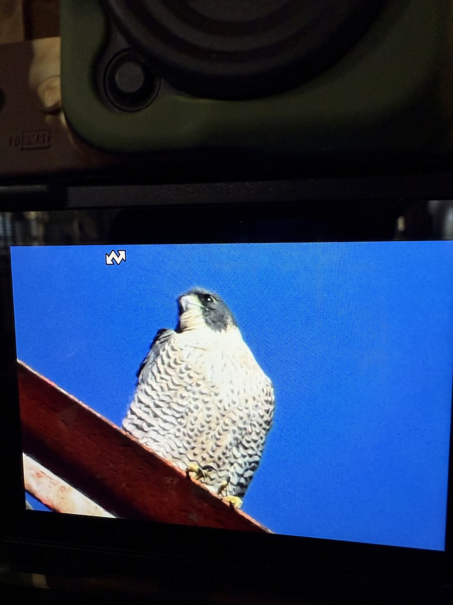 Peregrine Falcon - ML625415985