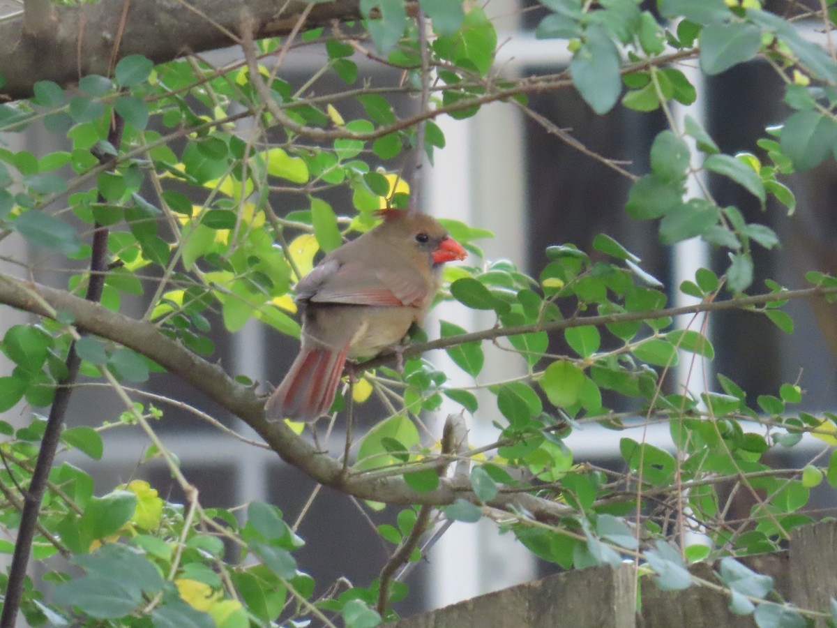 Northern Cardinal - ML625415986