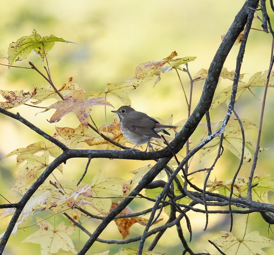 Hermit Thrush - ML625415987