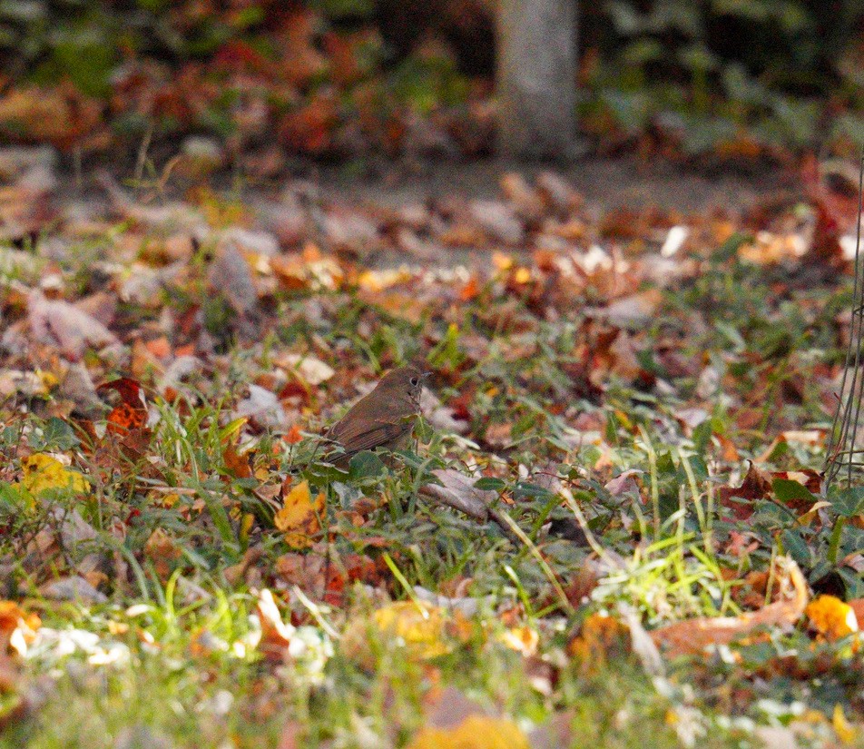 Hermit Thrush - ML625415988