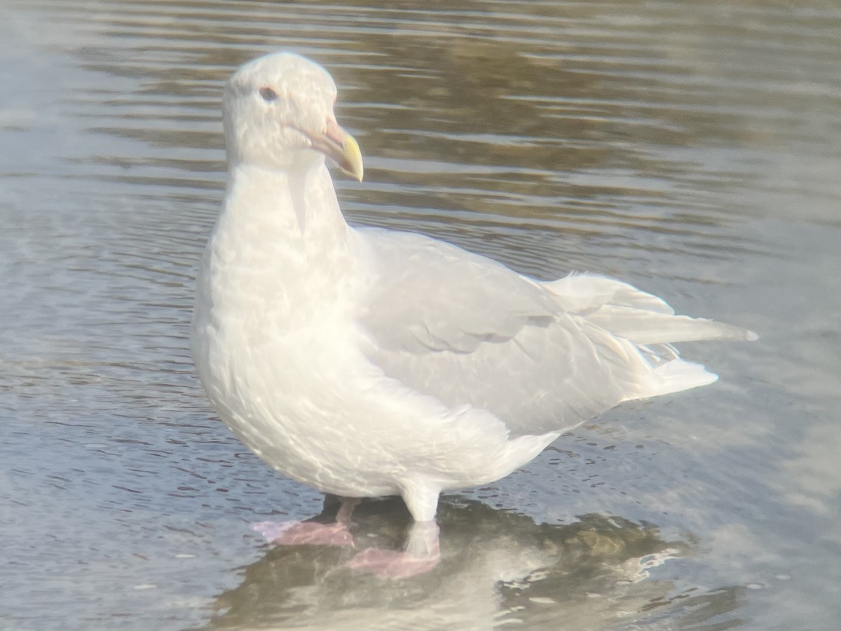 Glaucous-winged Gull - ML625415990