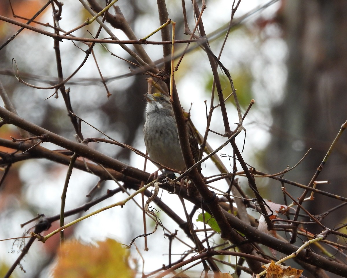 White-throated Sparrow - ML625415991