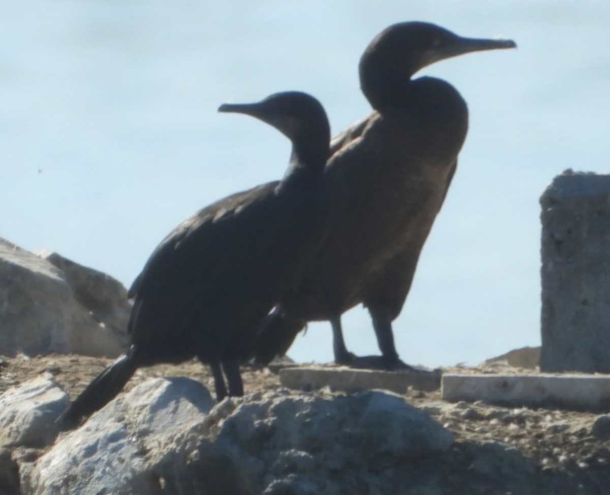 Double-crested Cormorant - Hazem Alkhan