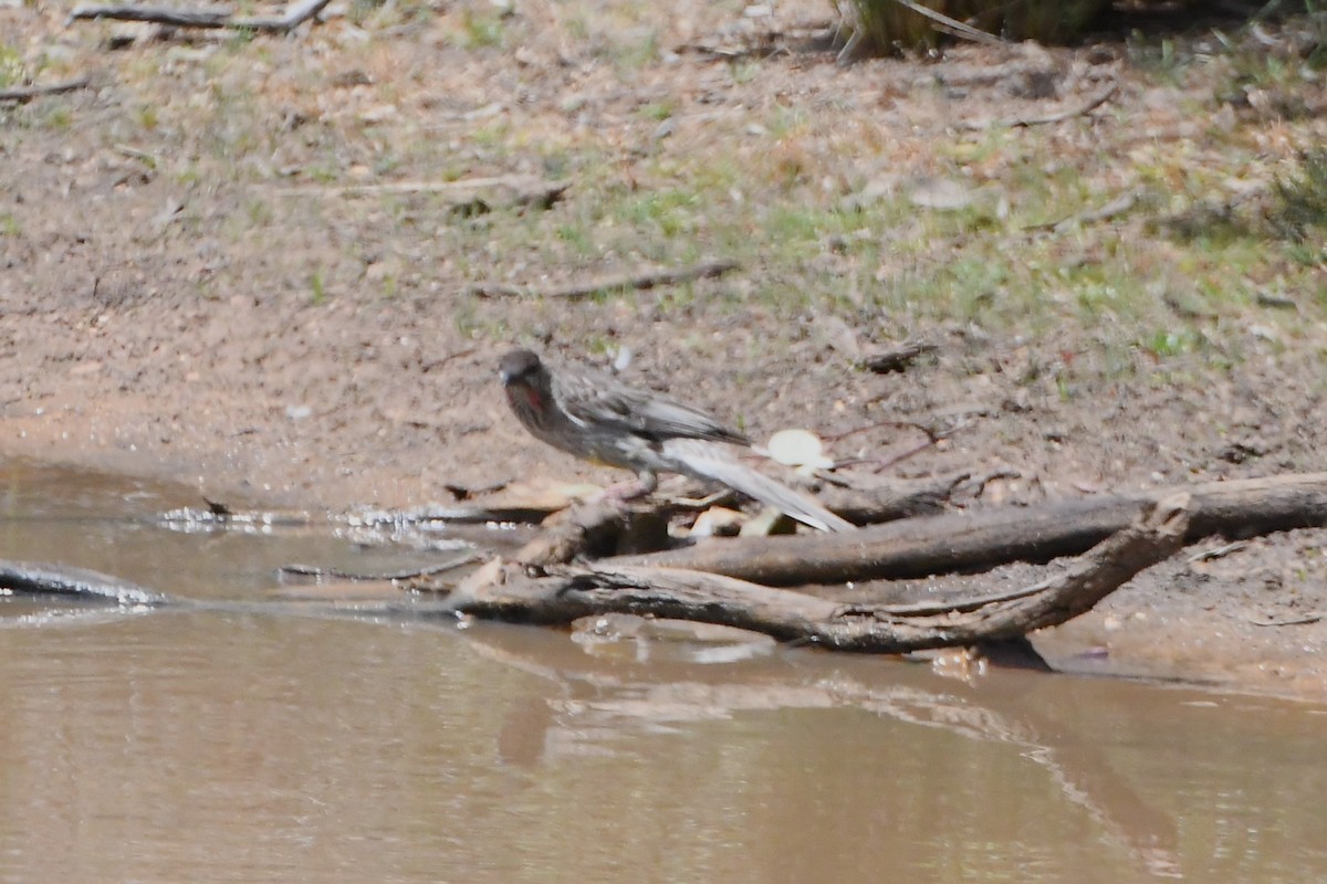 Red Wattlebird - ML625415998