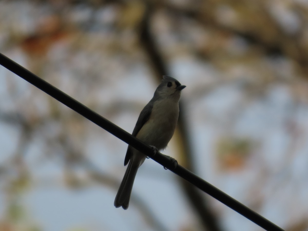 Tufted Titmouse - ML625416000