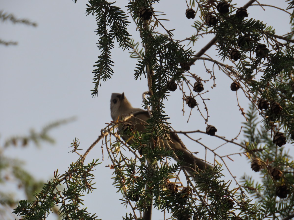 Tufted Titmouse - ML625416001