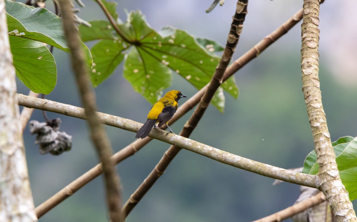 Black-cowled Oriole - ML625416003