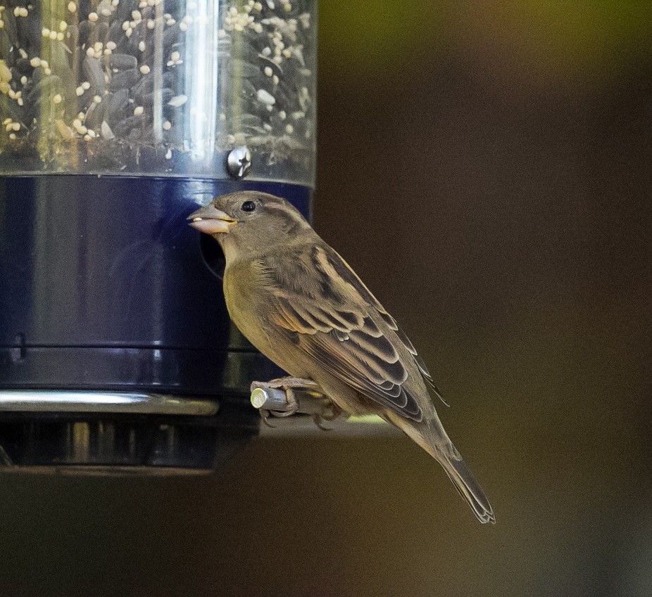 House Sparrow - ML625416005