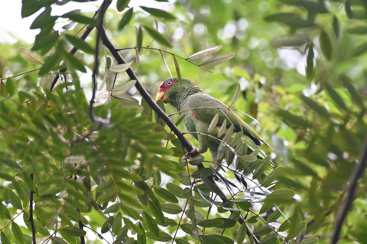 White-fronted Amazon - Brad Rogers