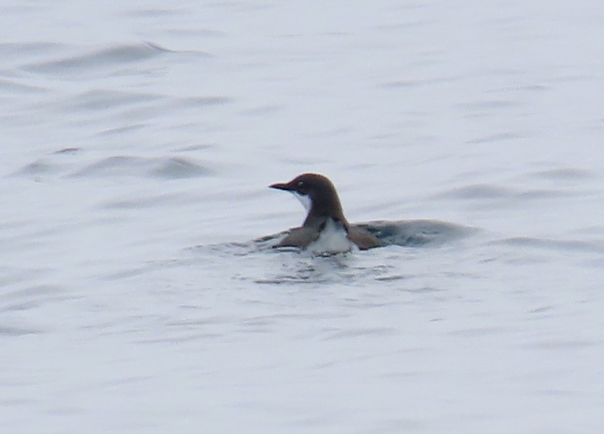 Craveri's Murrelet - ML625416010