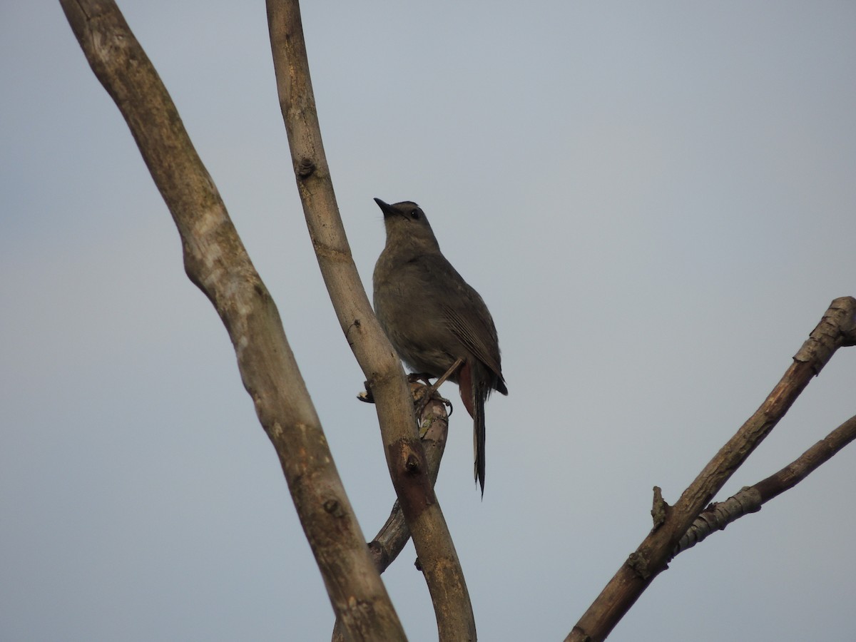 Pájaro Gato Gris - ML62541611