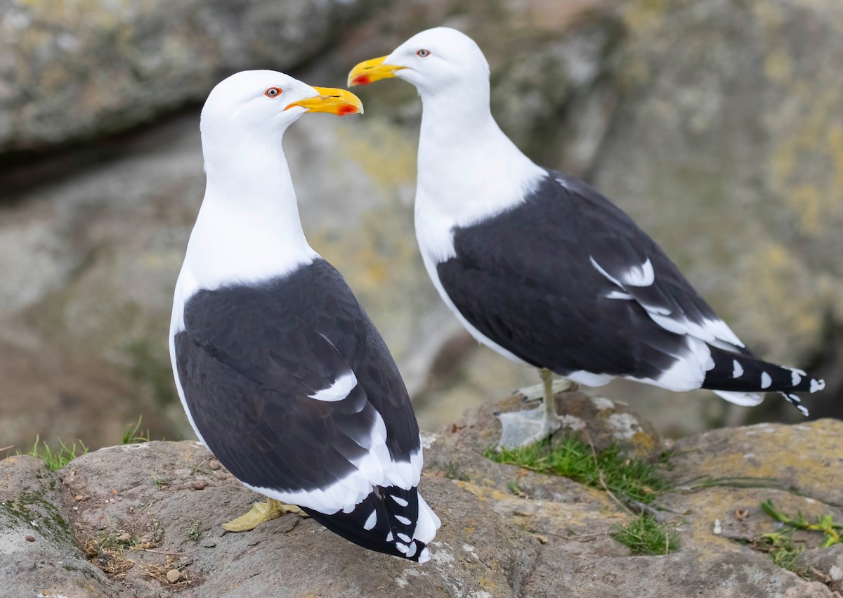 Kelp Gull - Steve Coggin