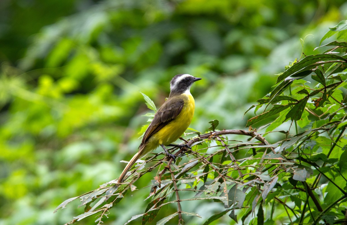 Social Flycatcher - ML625416183
