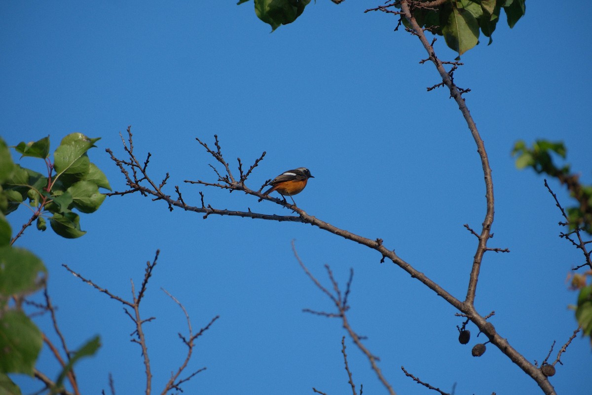 Daurian Redstart - ML625416363