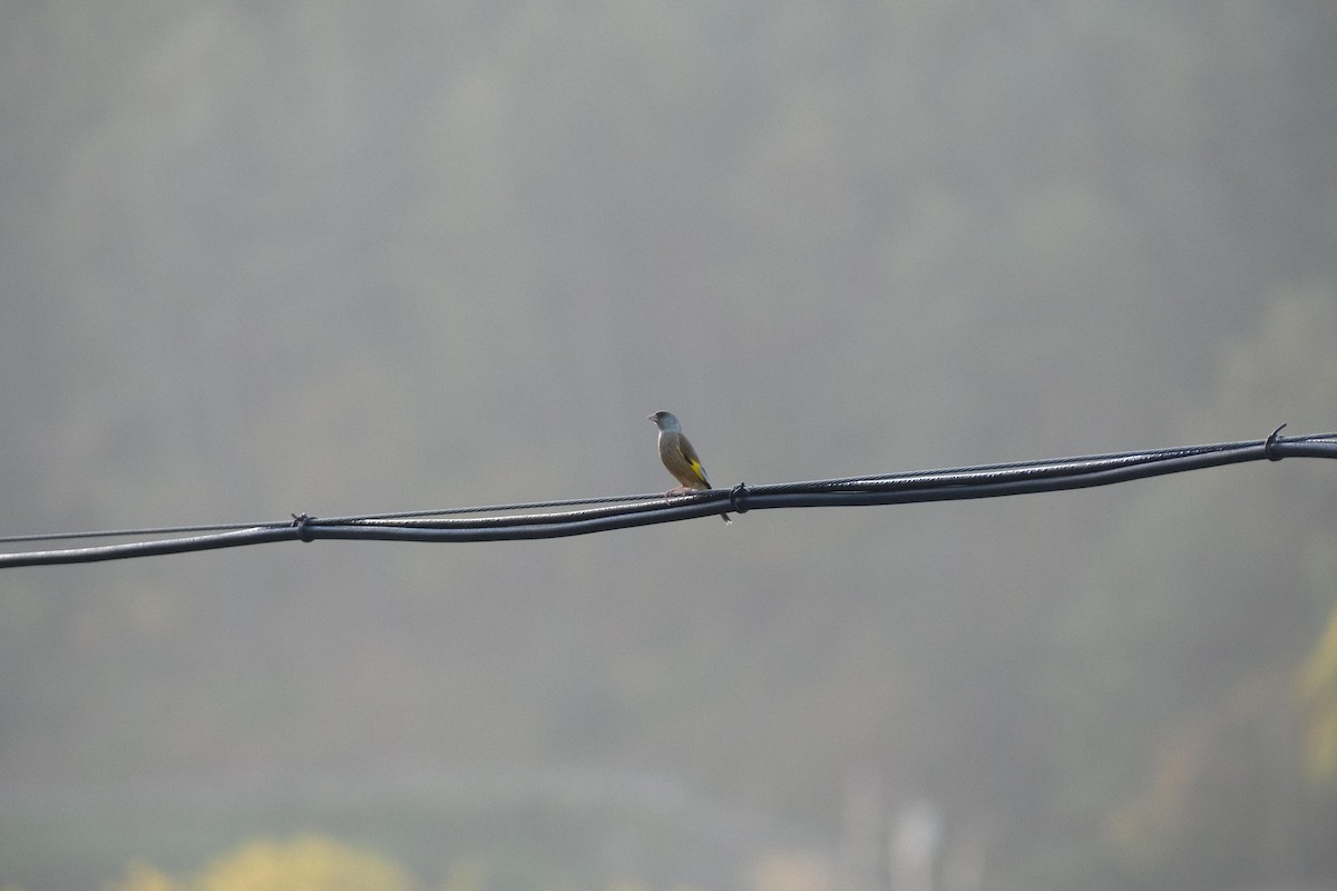 Oriental Greenfinch - ML625416367