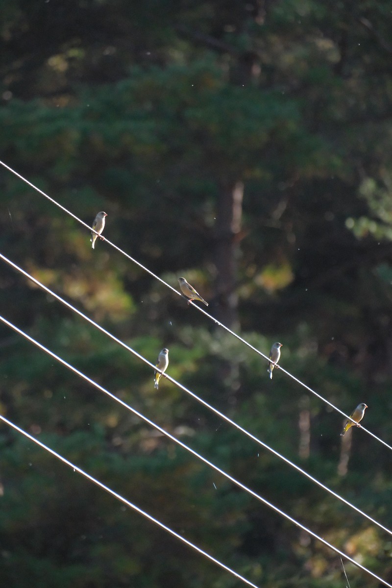 Oriental Greenfinch - ML625416369