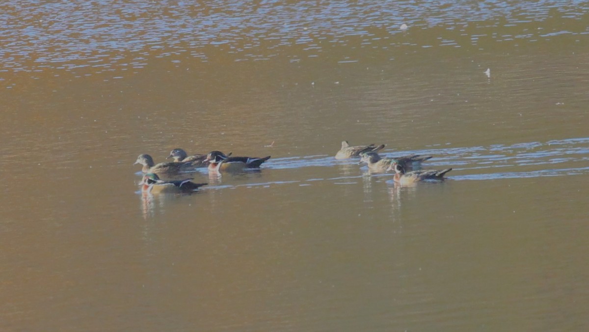 Wood Duck - ML625416395
