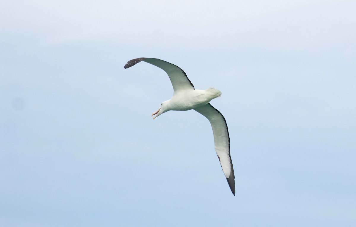 Northern Royal Albatross - Steve Coggin