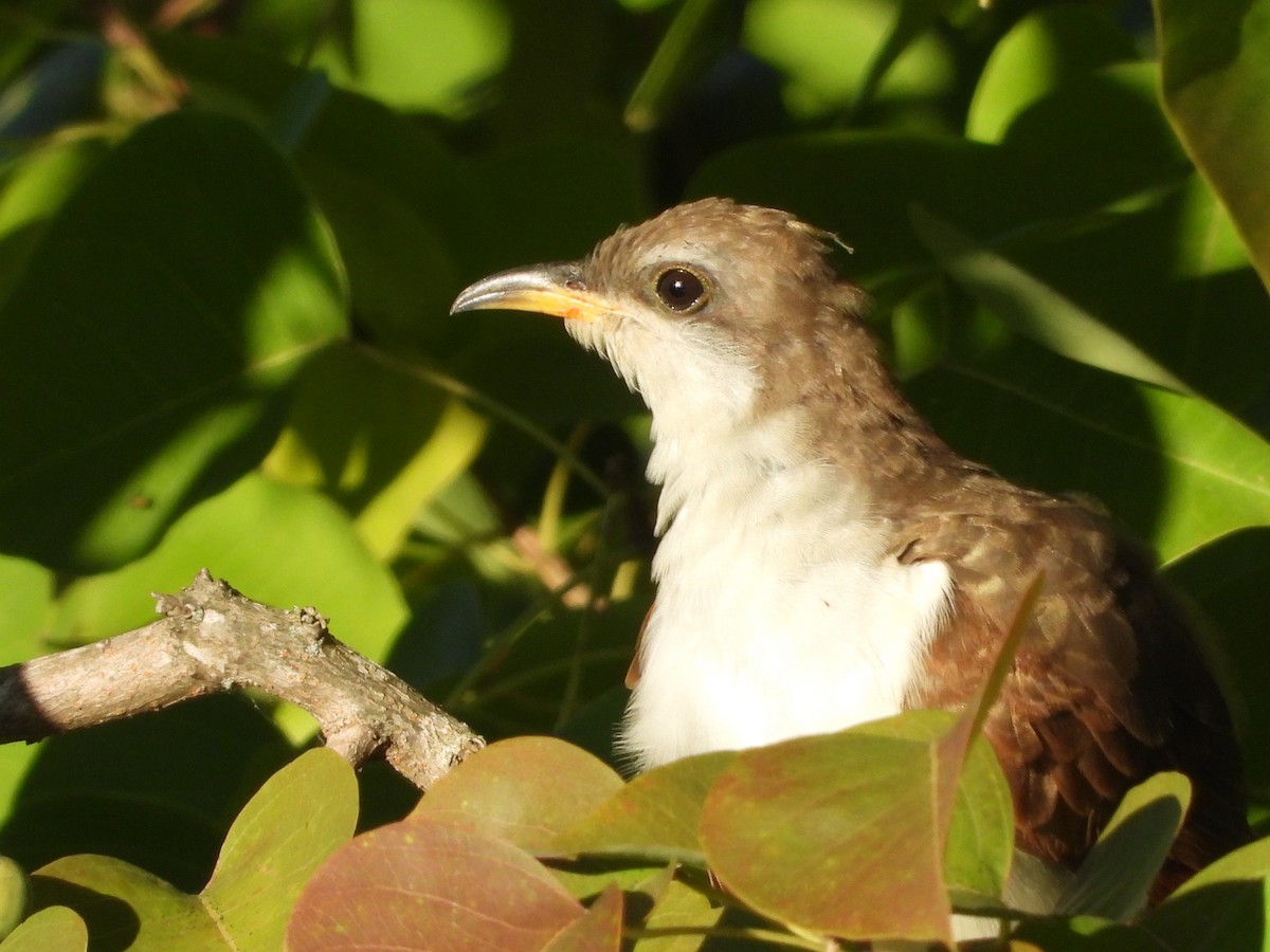 Yellow-billed Cuckoo - ML625416526