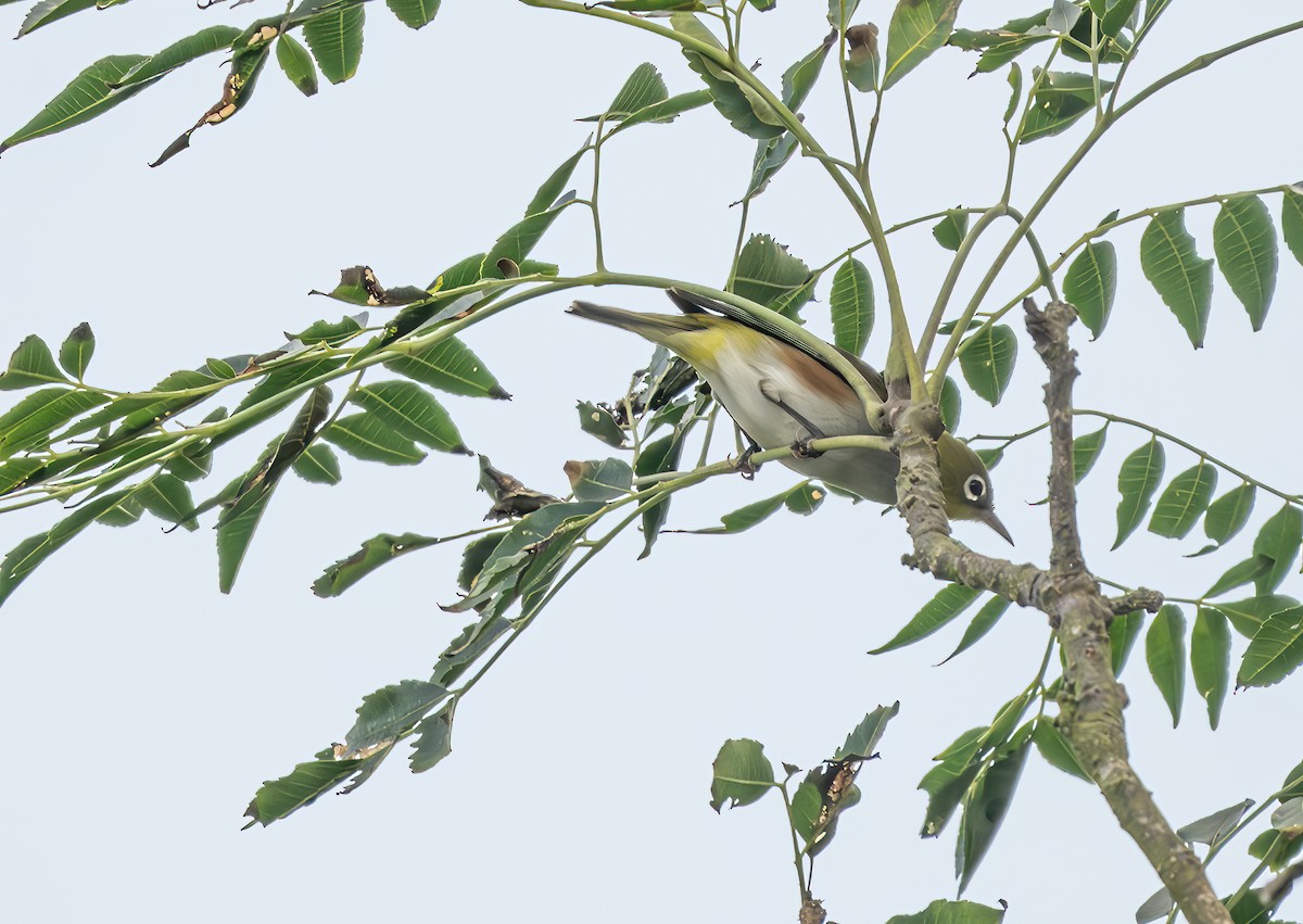 Chestnut-flanked White-eye - ML625416540