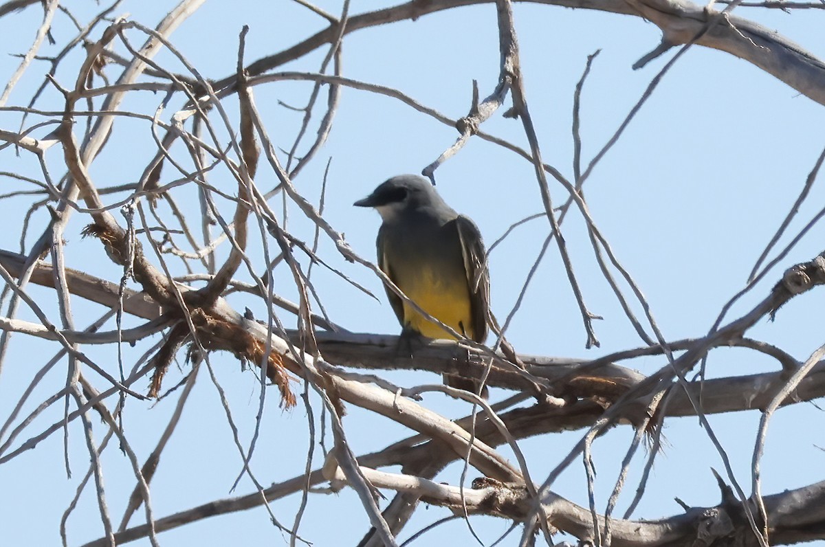 Cassin's Kingbird - ML625416759