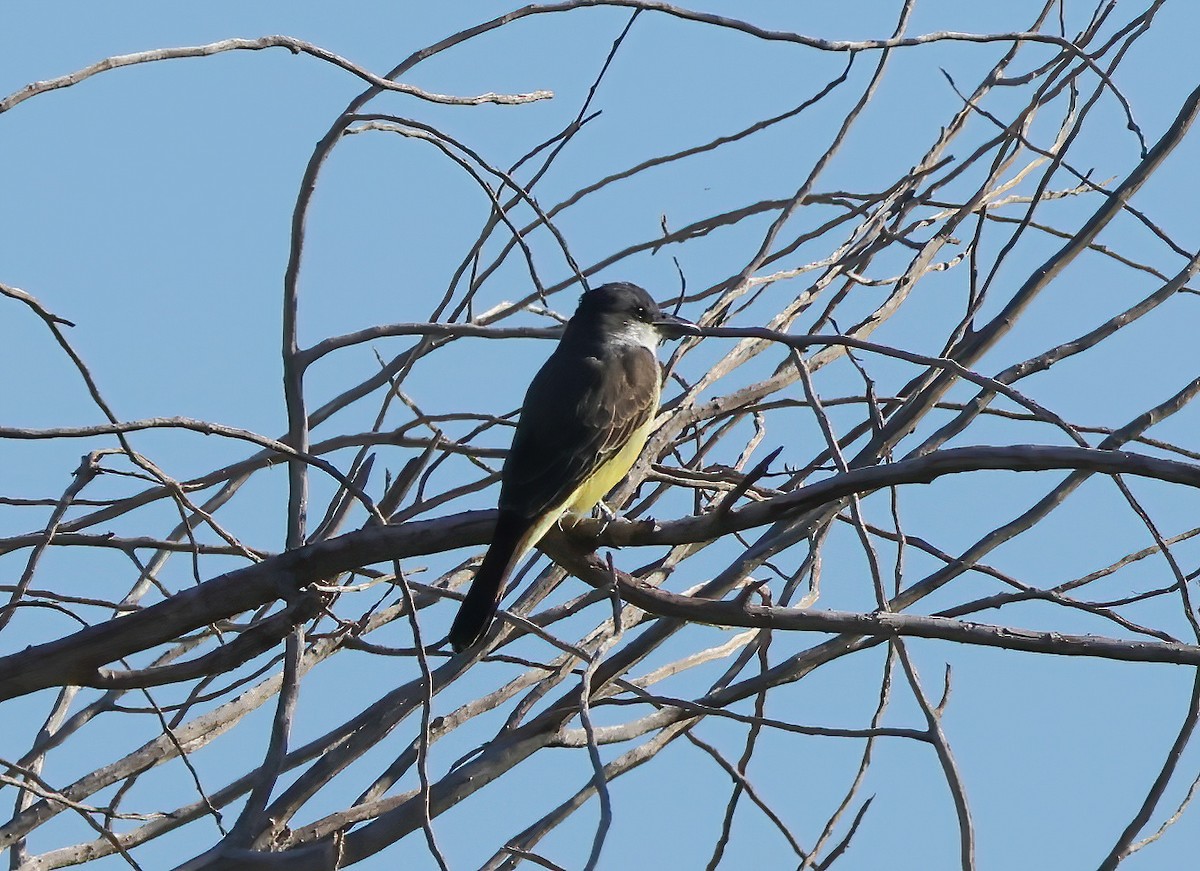 Thick-billed Kingbird - ML625416764