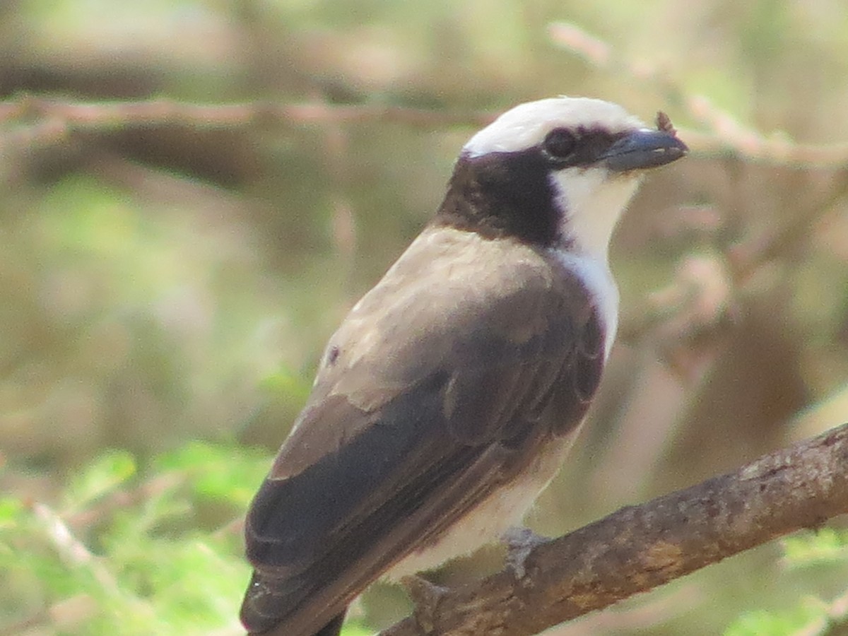 White-rumped Shrike - ML625416773