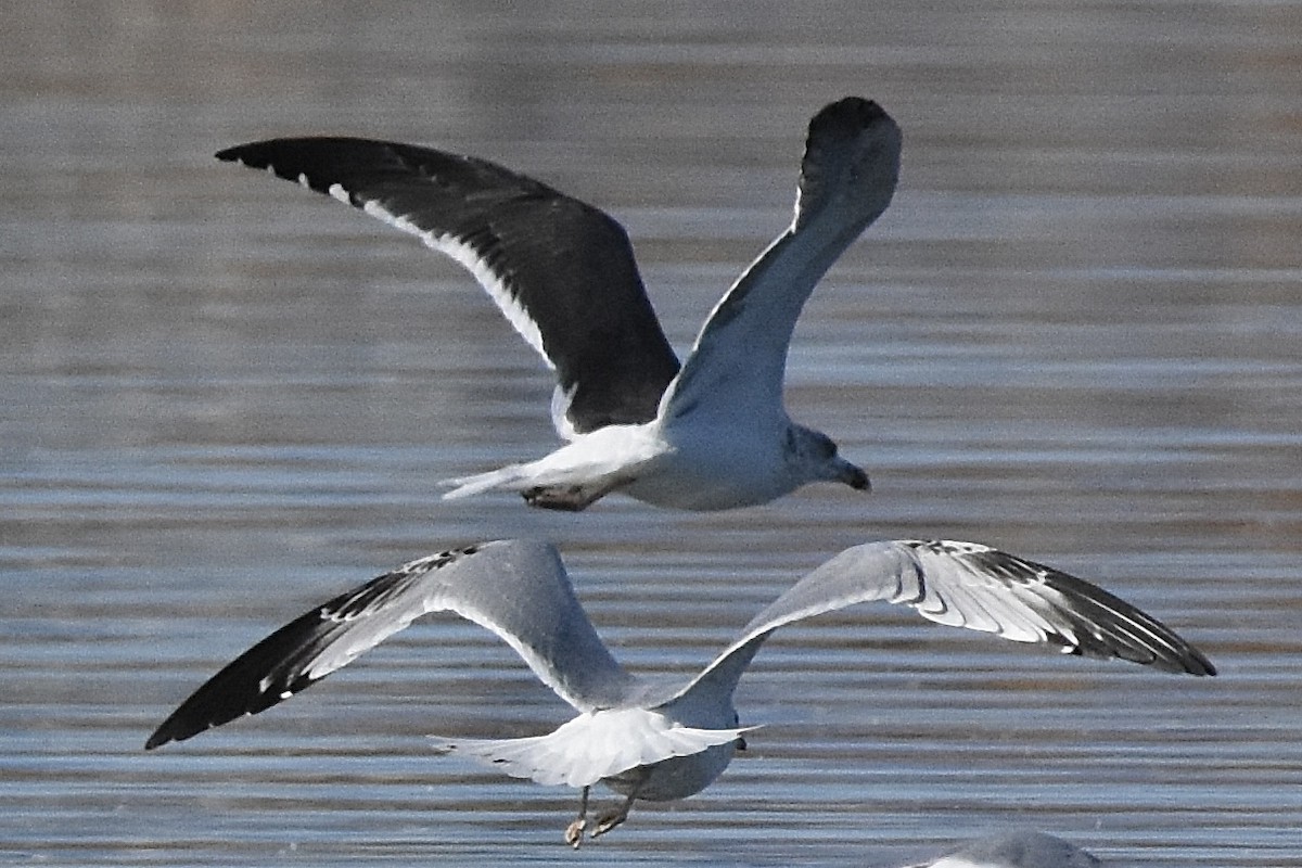 Lesser Black-backed Gull - ML625416960