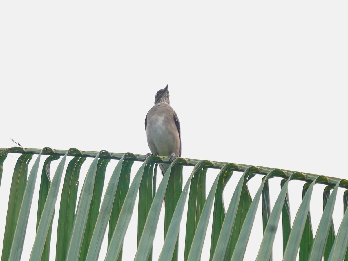 Black-billed Thrush - ML625417114