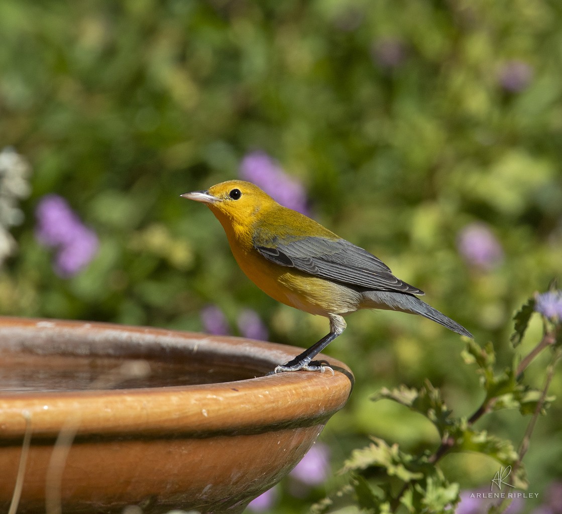 Prothonotary Warbler - ML625417318