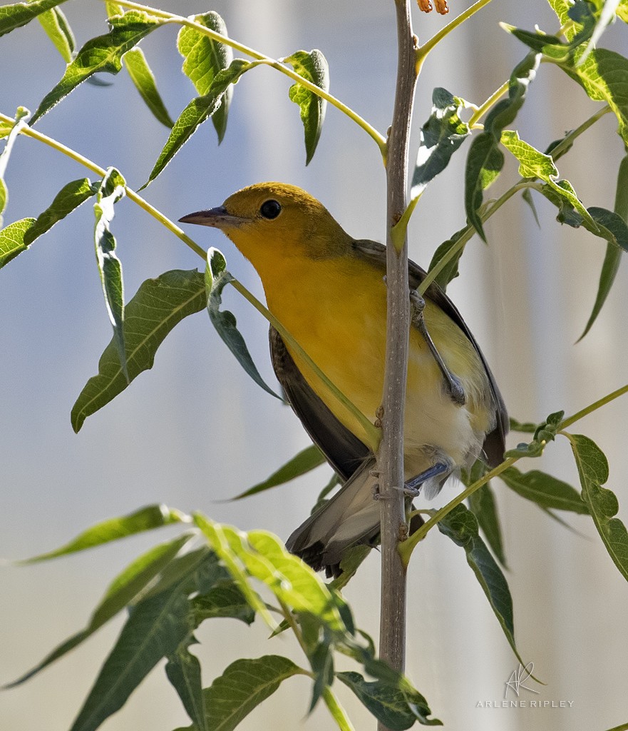 Prothonotary Warbler - ML625417344