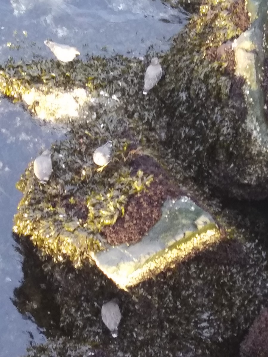 Surfbird - ML625417385