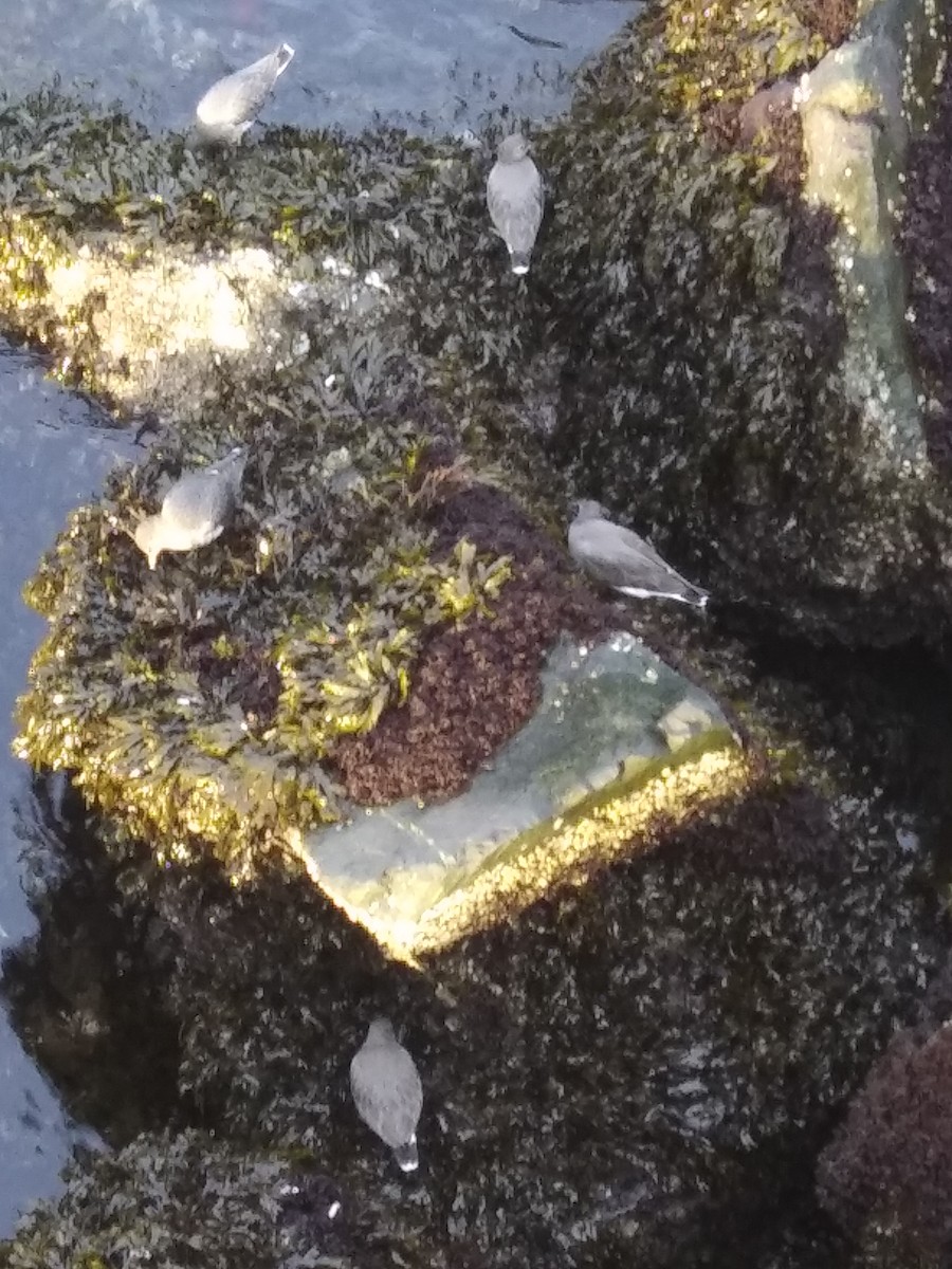 Surfbird - ML625417386