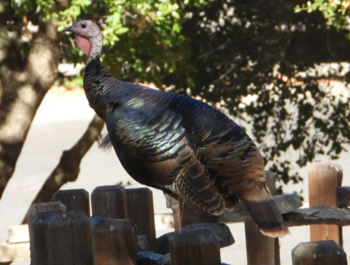 Wild Turkey - ML625417436