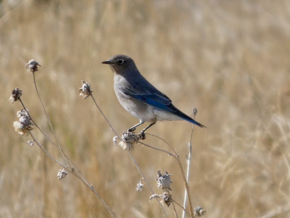 Mountain Bluebird - ML625417531