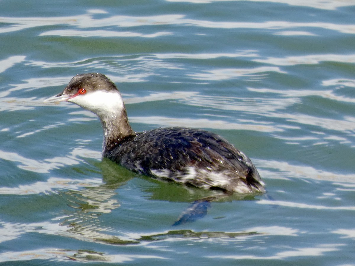 Horned Grebe - ML625417532